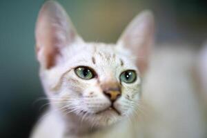 Cat striking contrast of a lig ht br own mackerel tab by coat and piercing light green eyes draws our attention as a beautiful kitten looks our way. photo