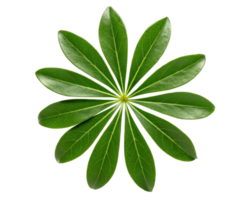 Green leaves arranged in circular pattern on a transparent background png