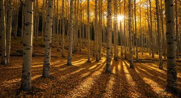 Aspen Trees in Autumn Forest with Golden Light and Fallen Leaves photo
