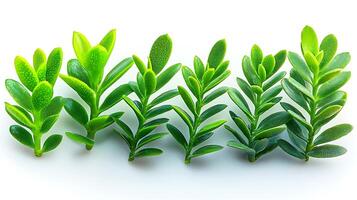 Close-up of vibrant green succulent plants arranged in a row against a white background photo