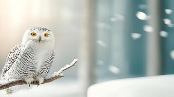 Snowy owl perched on a branch in a winter landscape with soft snowfall in the background photo