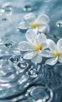 White flowers floating in water with drops of water photo