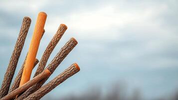 A collection of wooden sticks in varying textures and colors against a cloudy sky backdrop photo