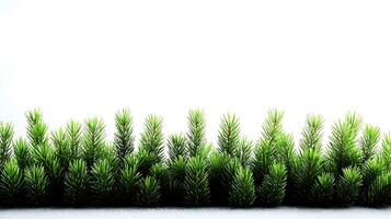 Lush green pine foliage creating a vibrant foreground against a bright white background photo