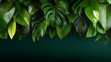 Lush green leaves creating a vibrant backdrop with a dark gradient, ideal for nature-themed designs photo