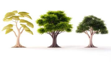 Three distinct trees showcasing varying leaf shapes and colors against a white background photo
