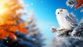Snowy owl perched on a frosty pine branch, with a vibrant sunset and snowy landscape in the background photo