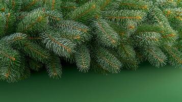 Lush green pine branches create a vibrant foreground against a smooth green backdrop, ideal for seasonal design photo