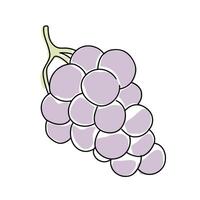 Grapes cluster hanging from vine with green leaf in simple cartoon style illustration vector