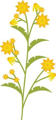 Spring Flower with Yellow Color.