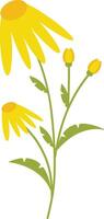 Spring Flower in Yellow Color. vector