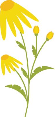 Spring Flower in Yellow Color.