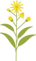 Spring Flower with Yellow Color vector