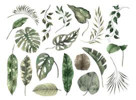 Set of tropical leaves, monstera, banana, palm, fan palm, calathea, dieffenbachia, philodendron. Watercolor set in monochrome style. Set for invitations, cards, stickers, packaging design and holidays vector