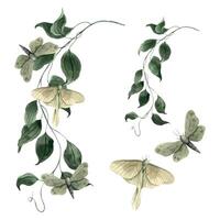 Green butterflies and climbing vines with leaves. Watercolor set with handmade composition in monochrome floral and botanical style. Set for invitations, cards, stickers, packaging design and holidays vector