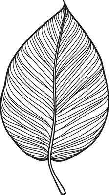 a black and white ,drawing of a leaf