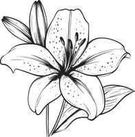 a black and white drawing of a lily vector