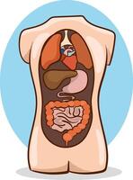 Model showing internal organs. illustration isolated on white background. vector