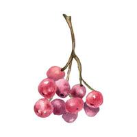 Bunch of red viburnum berries watercolor illustration isolated on white. Snowball tree berries on branch in botanical sketch hand painted. Red fruits berry hand drawn for label, package, autumn theme. vector