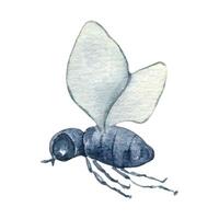 Little cute fly watercolor illustration isolated. Funny bug with wings in flight hand drawn in botanical sketch. Insect, butterfly simple style painted for design autumn holiday, nature theme. vector