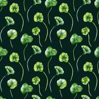 Centella asiatica in botanical style on watercolor seamless pattern. Rounded leaves on stems of pennywort plants hand drawn. Gotu kola foliage endless background for package, label, textile vector