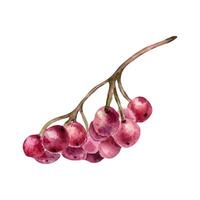 Red viburnum berries on tree branch watercolor illustration isolated. Bunch of guelder rose berries in botanical sketch hand painted. Snowball tree berries hand drawn for label, package, autumn theme. vector