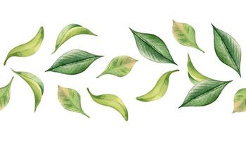 Tea leaves watercolor on seamless banner isolated. Flying green leaf by hand drawn on repeating border. Foliage horizontal pattern for package, textile, organic design. Leafy border in botanical art. vector