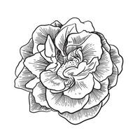 beautiful black and white rose . Floral illustration isolated on background. design greeting card and invitation of the wedding, birthday, Valentine s Day, mother s day, holiday vector