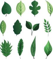different kind of leaf art work vector