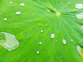 Cloe up many raindrop or water drops on the surface of green lotus leaf after raining day. Macro nature and Background concept photo