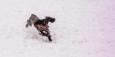 Brown spaniel dog walking outside in winter, playing with me, coming into snowdrifts. The benefits of active walks for hunting dogs photo