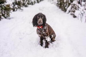 Nice Russian spaniel dog walking outside, playing with me, coming into snowdrifts. The benefits of active walks for hunting dogs photo