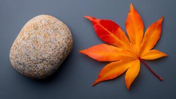 Vibrant autumn maple leaf beside a smooth stone on a gray background, showcasing nature's beauty photo