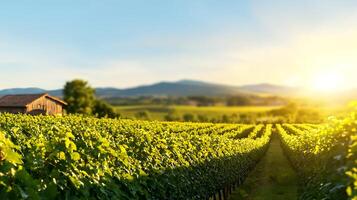 Serene vineyard landscape at sunset with lush grapevines and distant mountains in background photo