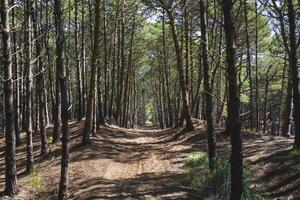 View of a path under the trees inside a forest photo