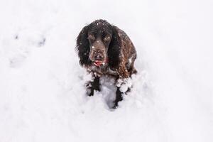 Portrait of Russian spaniel dog walking outside in winter, playing with me, coming into snowdrifts. The benefits of active walks for hunting dogs photo