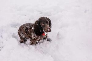 spaniel walking outside in winter, playing with me, coming into snowdrifts. The benefits of active walks for hunting dogs photo