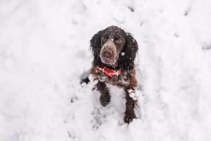 Russian spaniel dog walking outside in winter, playing with me, coming into snowdrifts. The benefits of active walks photo
