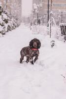 Russian spaniel dog walking outside in cold winter, playing with me, coming into snowdrifts. The benefits of active walks for hunting dogs photo
