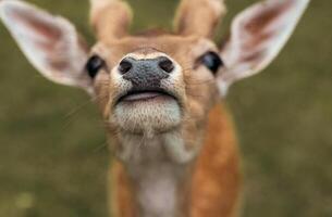 Head close-up of a deer against green background photo