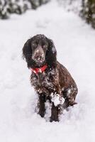 ALone Russian spaniel dog walking outside in winter, playing with me, coming into snowdrifts. The benefits of active walks for hunting dogs photo