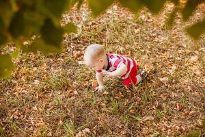 Baby under one year learning to crawl on autumn leaves in warm park. photo