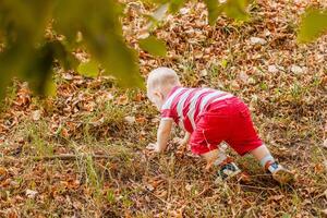 Baby under one year learning to crawl on autumn leaves in a warm park.. photo