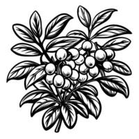 Vintage botanical illustration of clustered berries with leaves in black and white vector