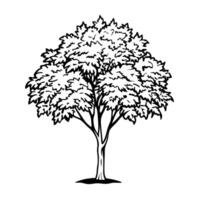 Illustrated tree with detailed leaves and branches on white background nature art, botanical design vector