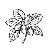 Decorative hazel leaves and nuts sketch illustration for nature and botanical themes vector