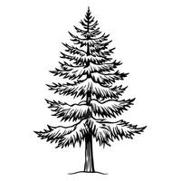 Hand drawn evergreen tree illustration with detailed black lines on white background vector