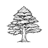 Intricate line drawing of majestic cedar tree on white background vector