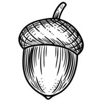 Detailed black and white acorn illustration with textured surface and natural design elements vector