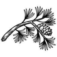Intricate pine branch with cone illustration nature, botany, sketch, line art detail vector